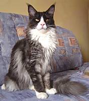 black smoke white Maine Coon Katze