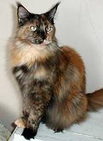 black tortie Maine Coon Katze