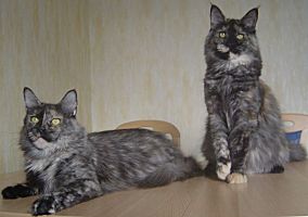 tortie smoke Maine Coon