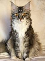 blue silver tabby white Maine Coon Katze