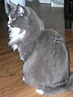 blue smoke white Maine Coon Katze