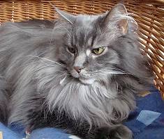 blue tabby Maine Coon Katze