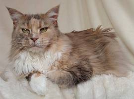 blue torbie white Maine Coon Katze