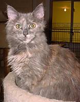 blue tortie Maine Coon Katze