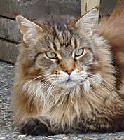 braun tabby Maine Coon Katze