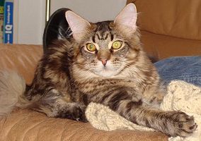 brown tabby Maine Coon