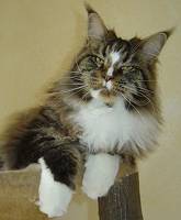 brown tabby white Maine Coon Katze