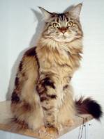 braun torbie Maine Coon Katze