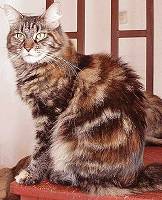 brown torbie Maine Coon