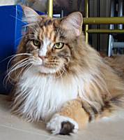 brown torbie white Maine Coon Katze