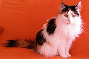 calico (black tortie highwhite) Maine Coon Katze