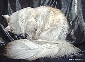 chinchilla torbie Maine Coon Katze