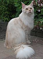 cream shaded Maine Coon Katze