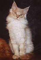 cream smoke Maine Coon Katze