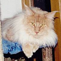 cream smoke Maine Coon