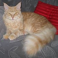 cream tabby Maine Coon Katze