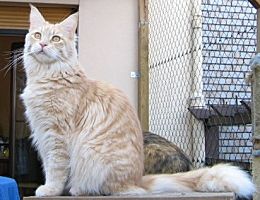 mackerel tabby Maine Coon Katze