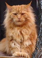 rote (red solid) Maine Coon Katze