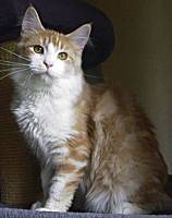 red silver tabby white Maine Coon Katze