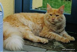 red smoke Maine Coon Katze