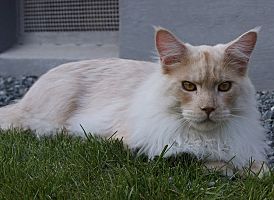 red smoke Maine Coon