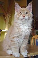 red smoke white Maine Coon Katze