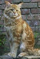 rot tabby Maine Coon Katze