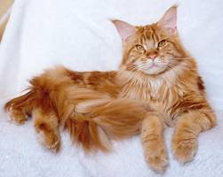 red tabby Maine Coon