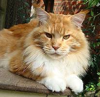 red tabby white Maine Coon Katze