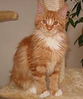 rot-weiße Maine Coon Katze