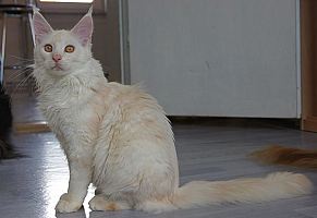 red silver shaded Maine Coon Katze