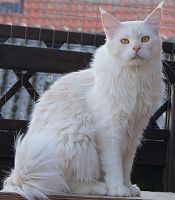 shaded cameo Maine Coon