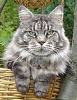 silber tabby Maine Coon Katze