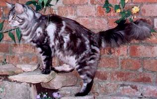 black silver tabby Maine Coon