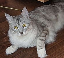 black silver tabby white Maine Coon