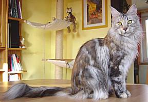 silber torbie Maine Coon Katze