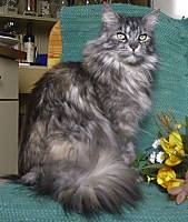 black silver torbie Maine Coon