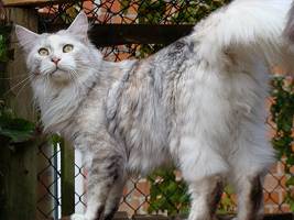 shaded torbie Maine Coon Katze